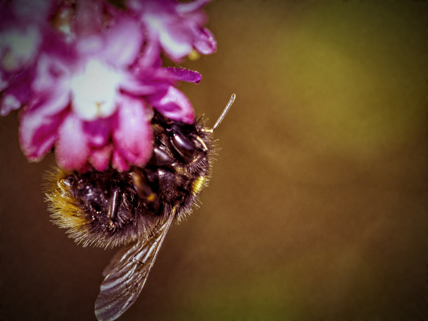 Bumble Bee I HDR