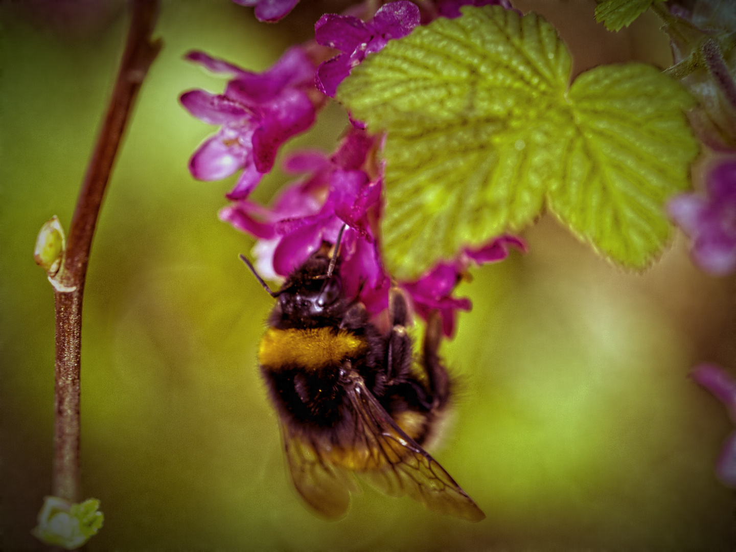 Bumble Bee II HDR