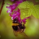 Bumble Bee II HDR