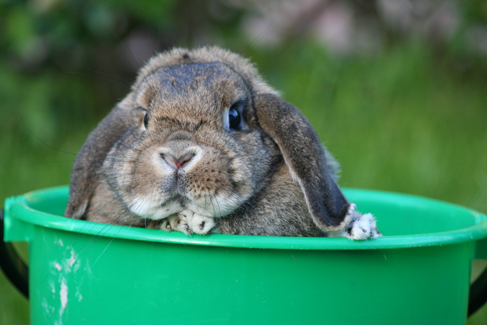 Bumble Bee in a bucket. (: