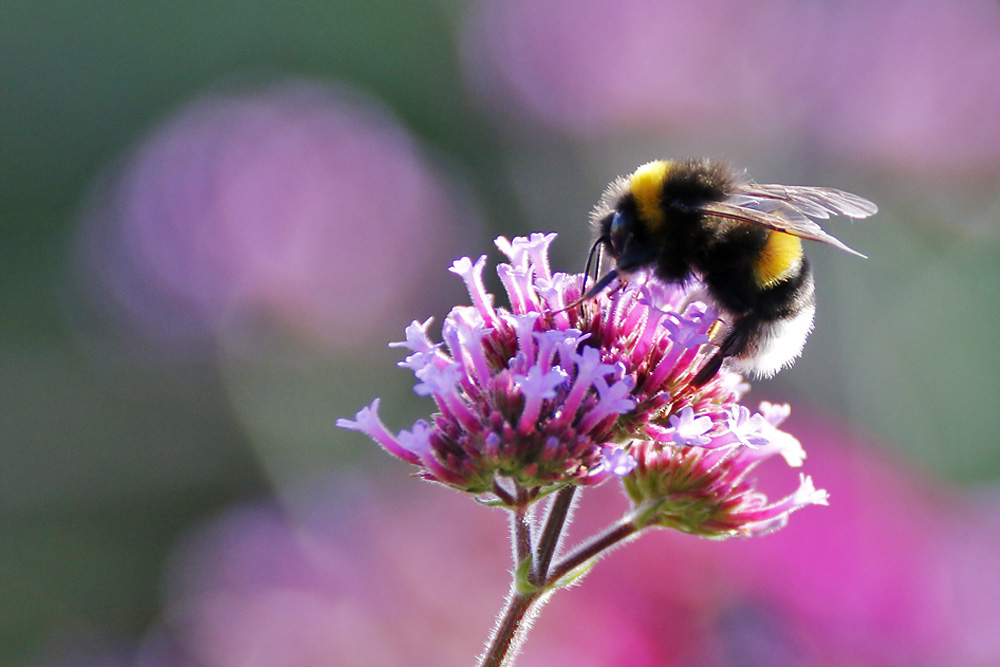 bumble-bee in paradise