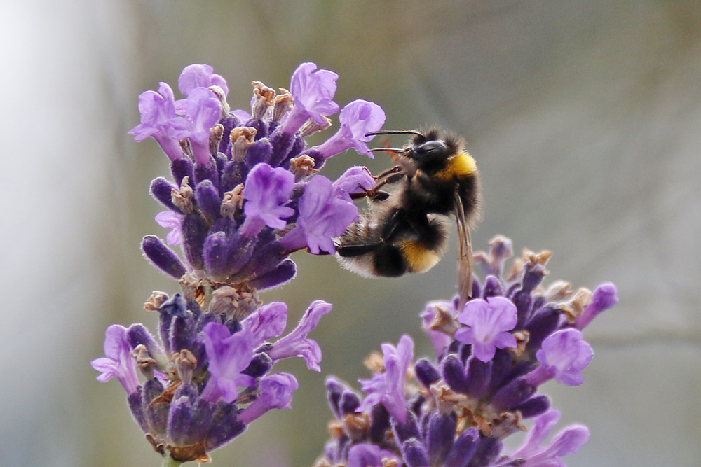 bumble bee in paradise