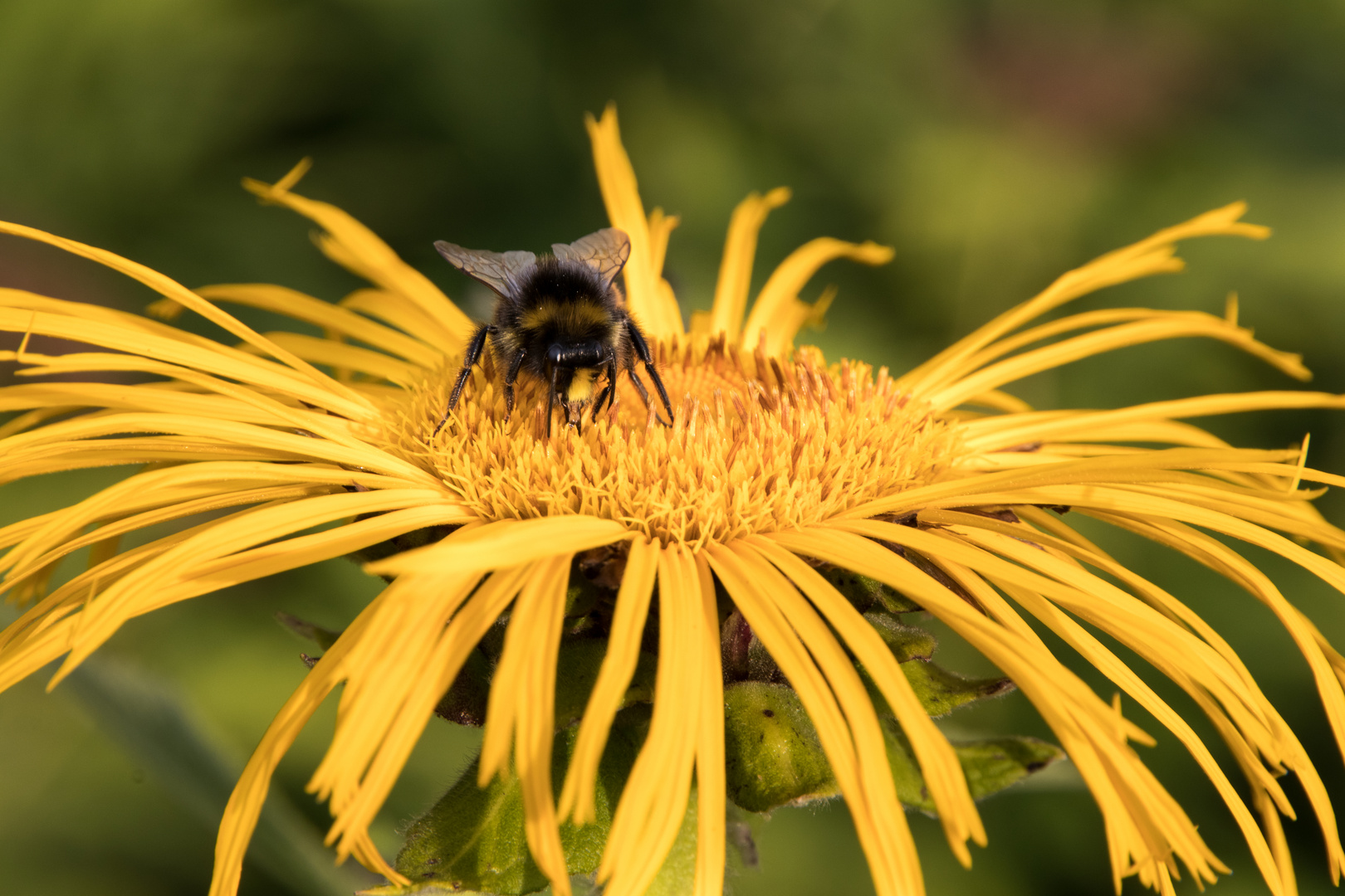 bumble bee lunch