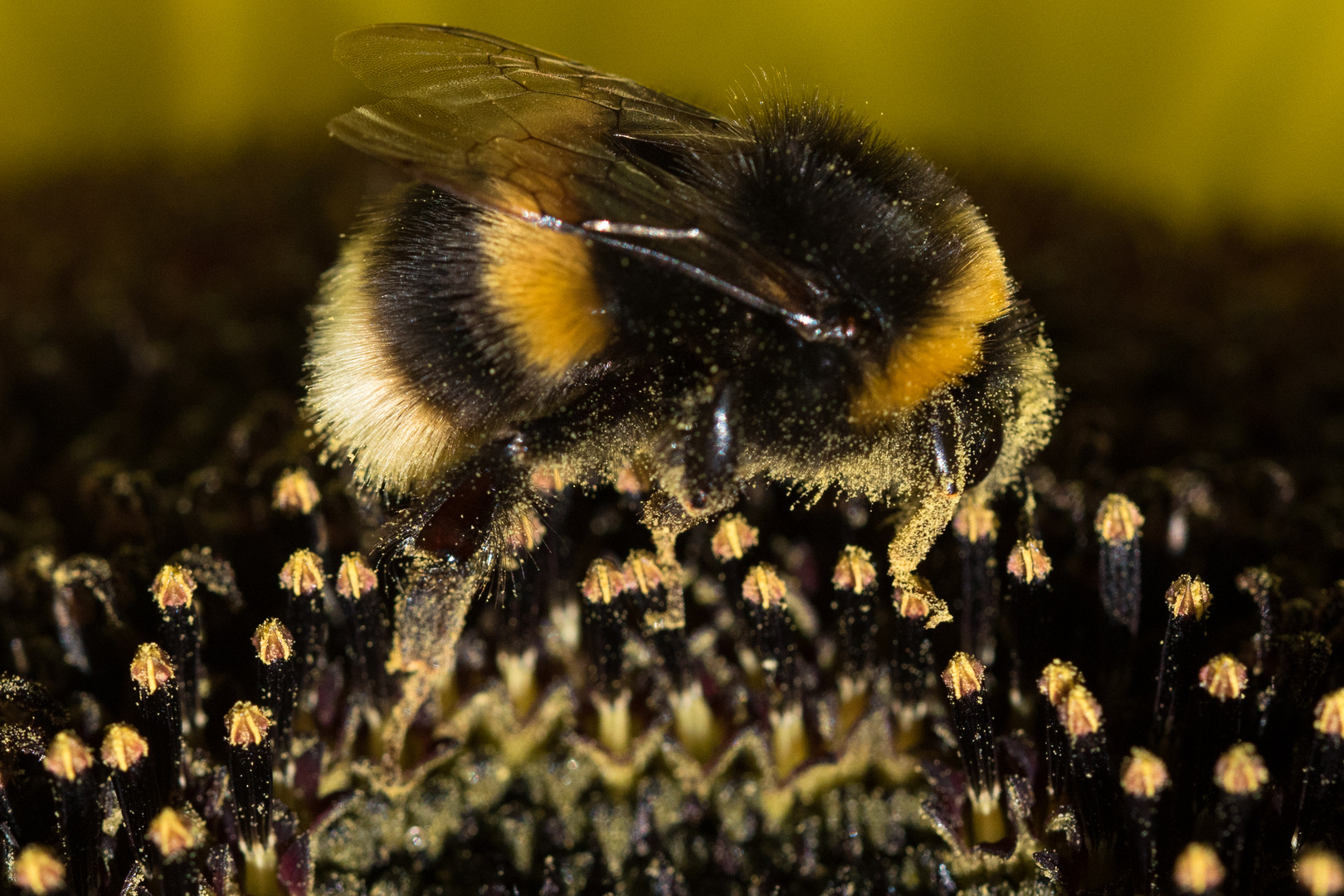 Bumble Bee on a sunflower avec pollen