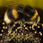 Bumble Bee on a sunflower avec pollen