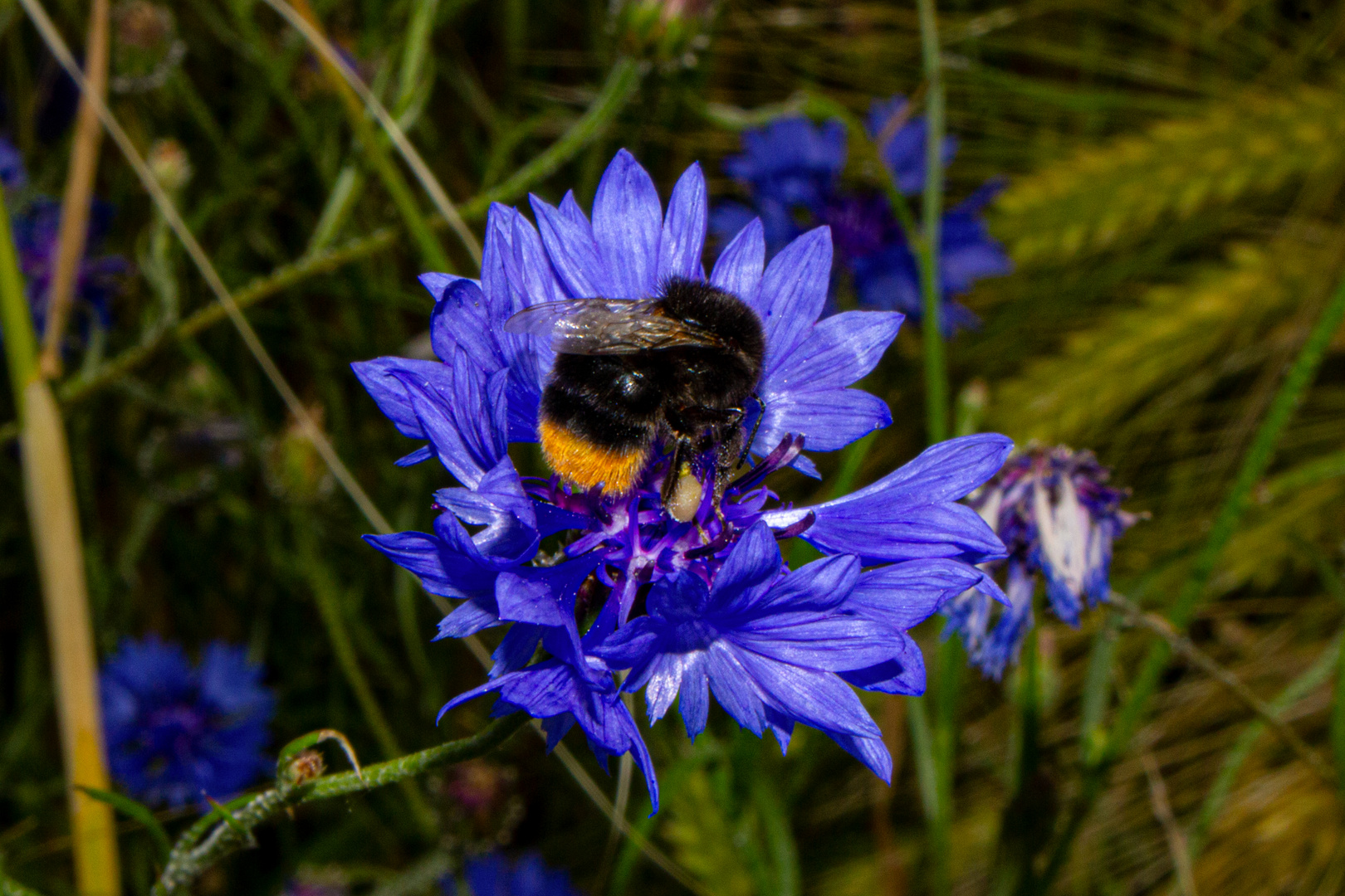 Bumble Bee on Cyanus segetum