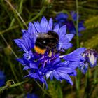 Bumble Bee on Cyanus segetum