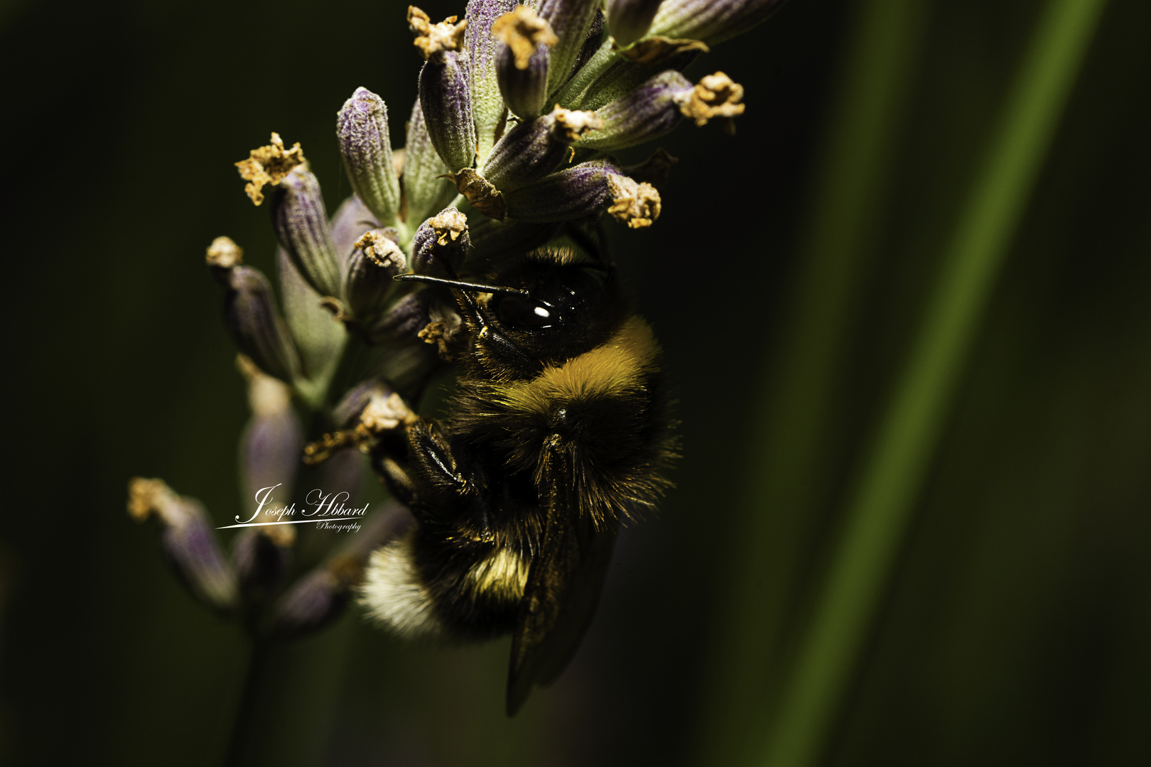 Bumble Bee on lavender