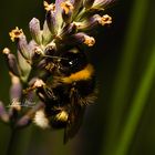 Bumble Bee on lavender