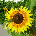 Bumble bee on Sun Flower