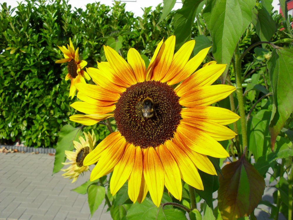 Bumble bee on Sun Flower