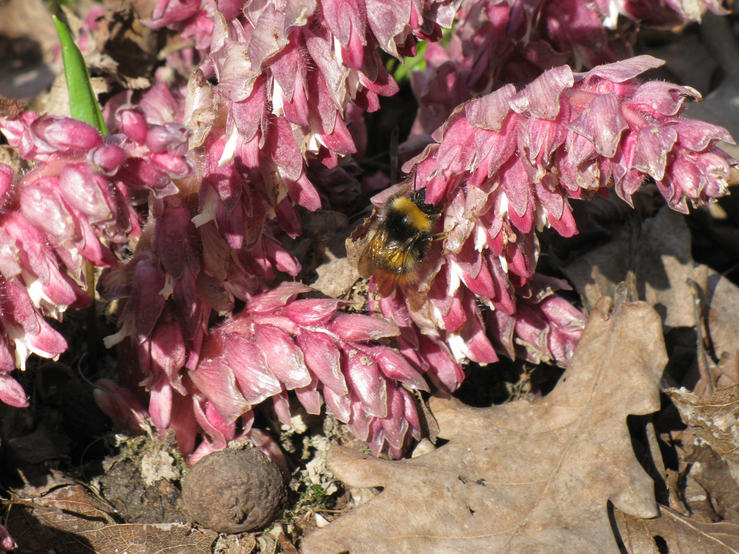 Bumble-bee on the Common Toothwort