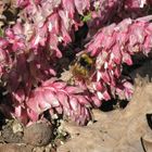 Bumble-bee on the Common Toothwort