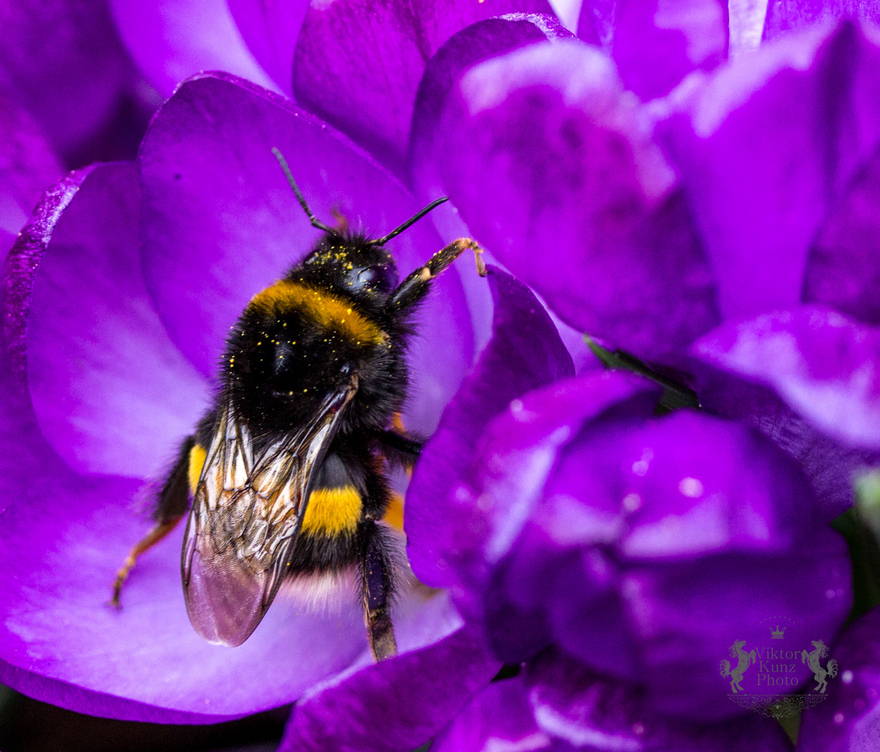 Bumble-bee sitting on the first wild crocus.