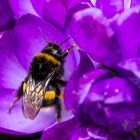 Bumble-bee sitting on the first wild crocus.