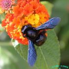 Bumble Bee (Xylocopa violacea) on orange flower