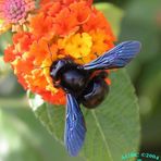 Bumble Bee (Xylocopa violacea) on orange flower