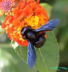 Bumble Bee (Xylocopa violacea) on orange flower