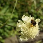 Bumble-Bee1