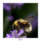 Bumblebee (1)