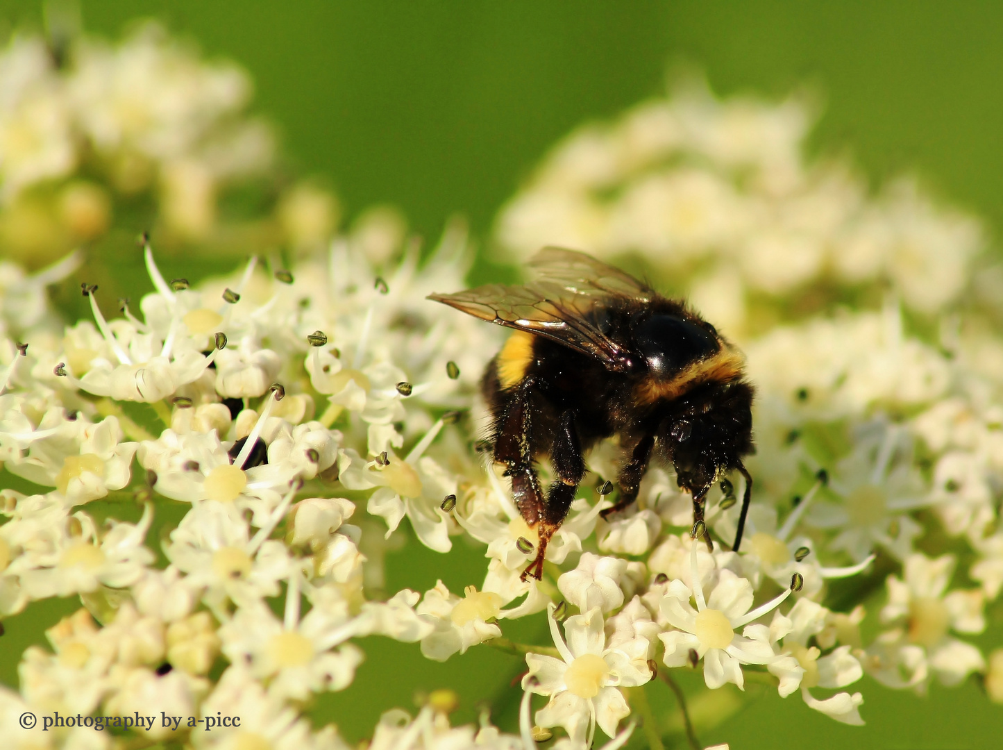 "bumblebee"