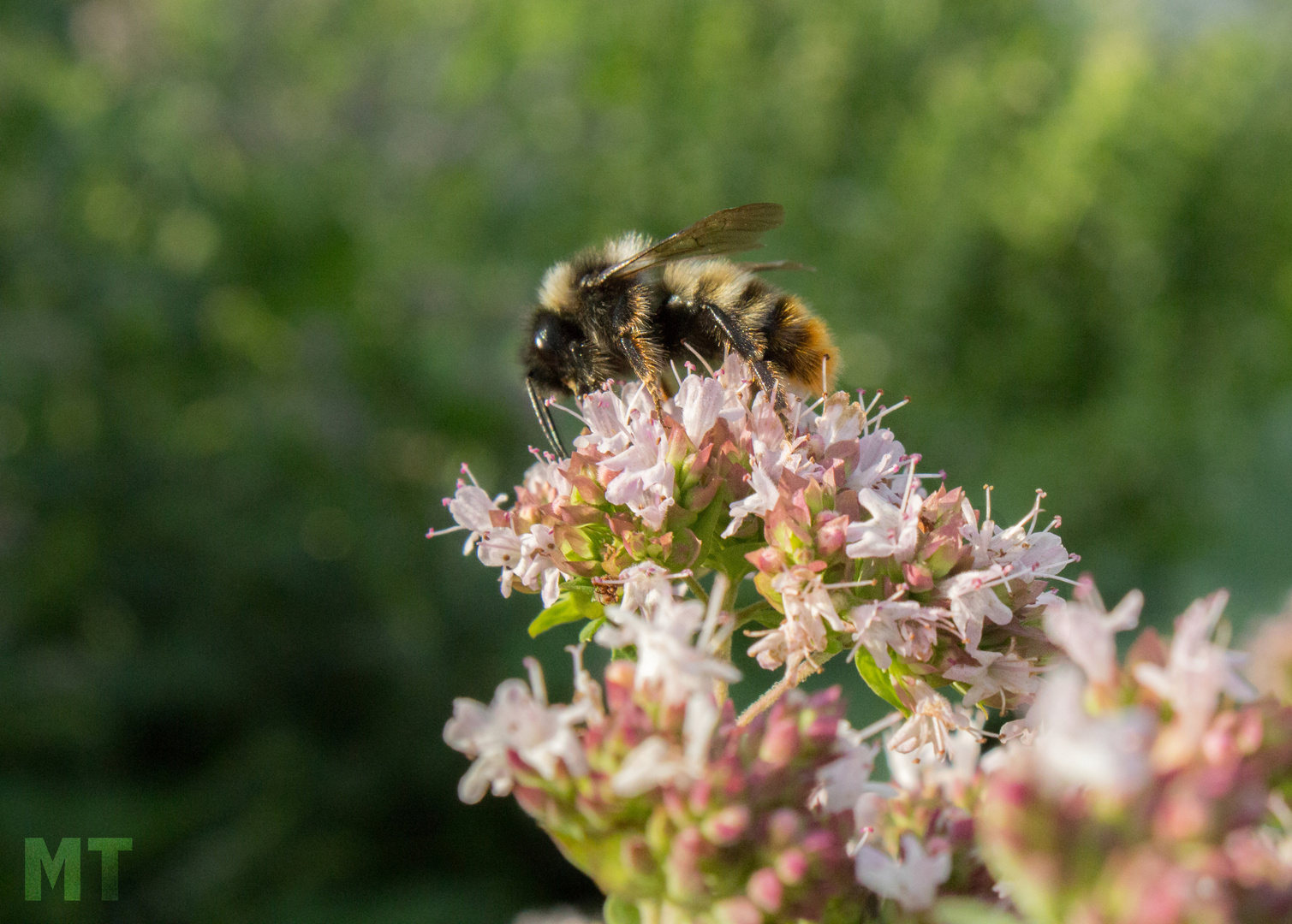 Bumblebee