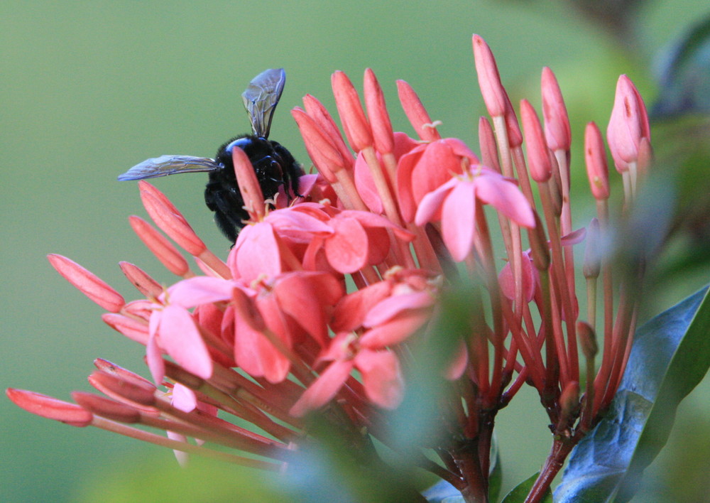 Bumblebee von Ippens