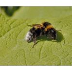 Bumblebee - Ackerhummel