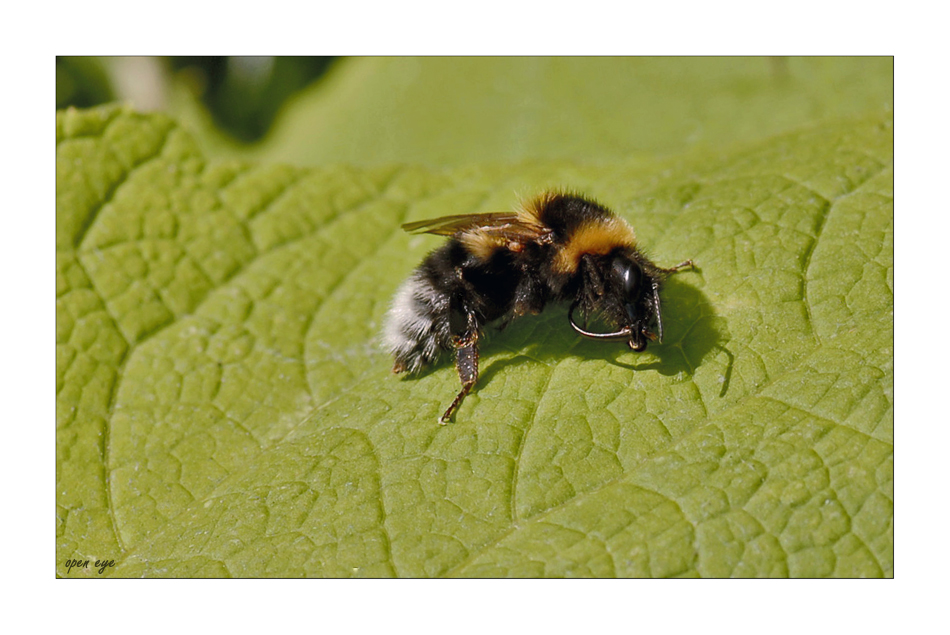 Bumblebee - Ackerhummel