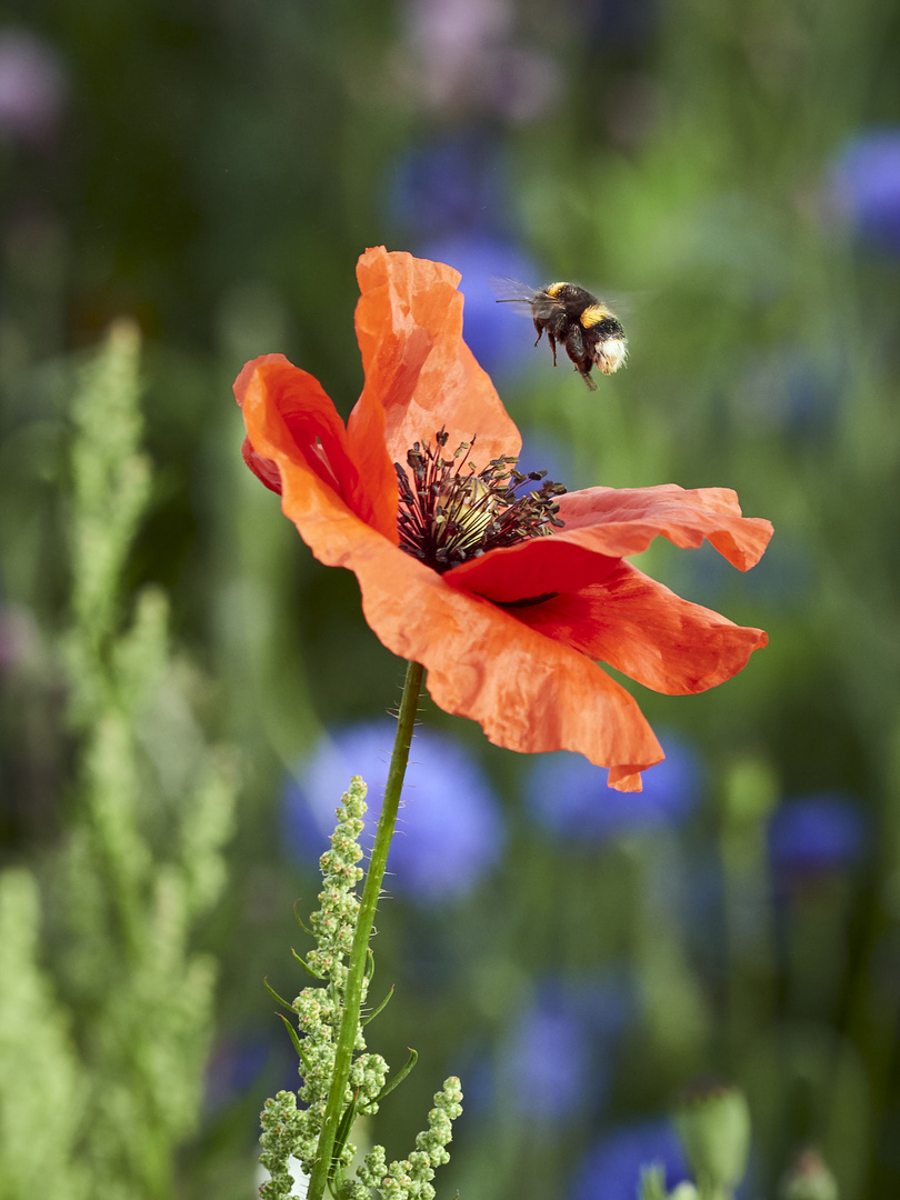 Bumblebee and poppy