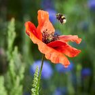 Bumblebee and poppy