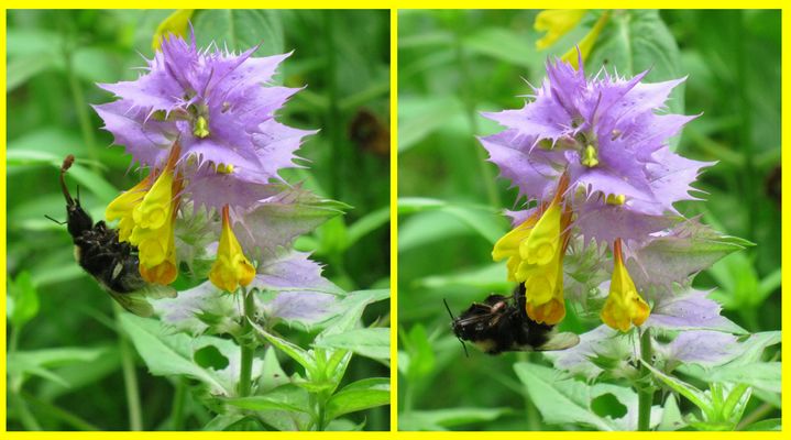 bumblebee and small beetle