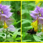 bumblebee and small beetle