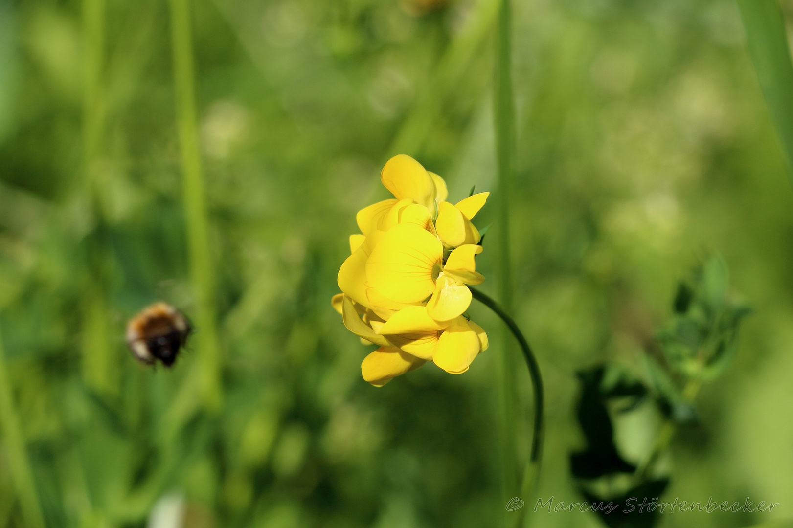 bumblebee approaching