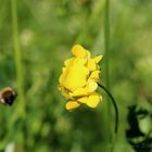 bumblebee approaching