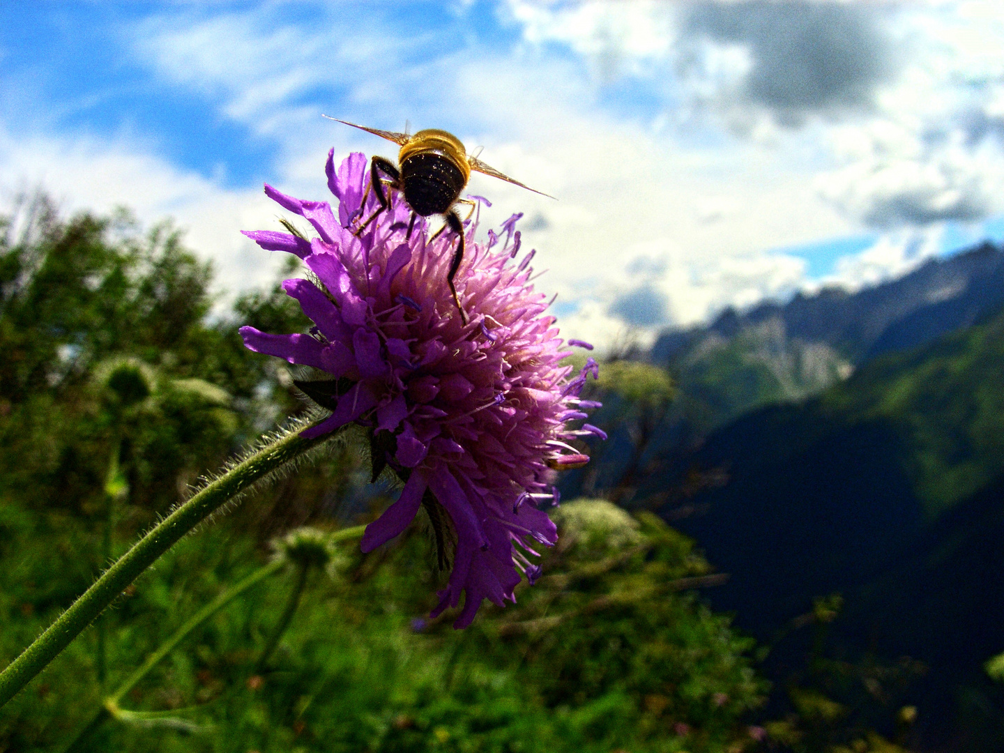 Bumblebee at work