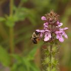 Bumblebee at work