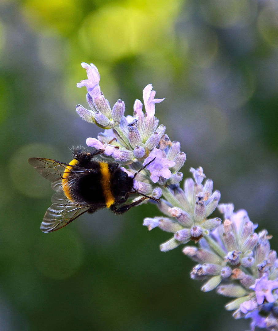 Bumblebee at work