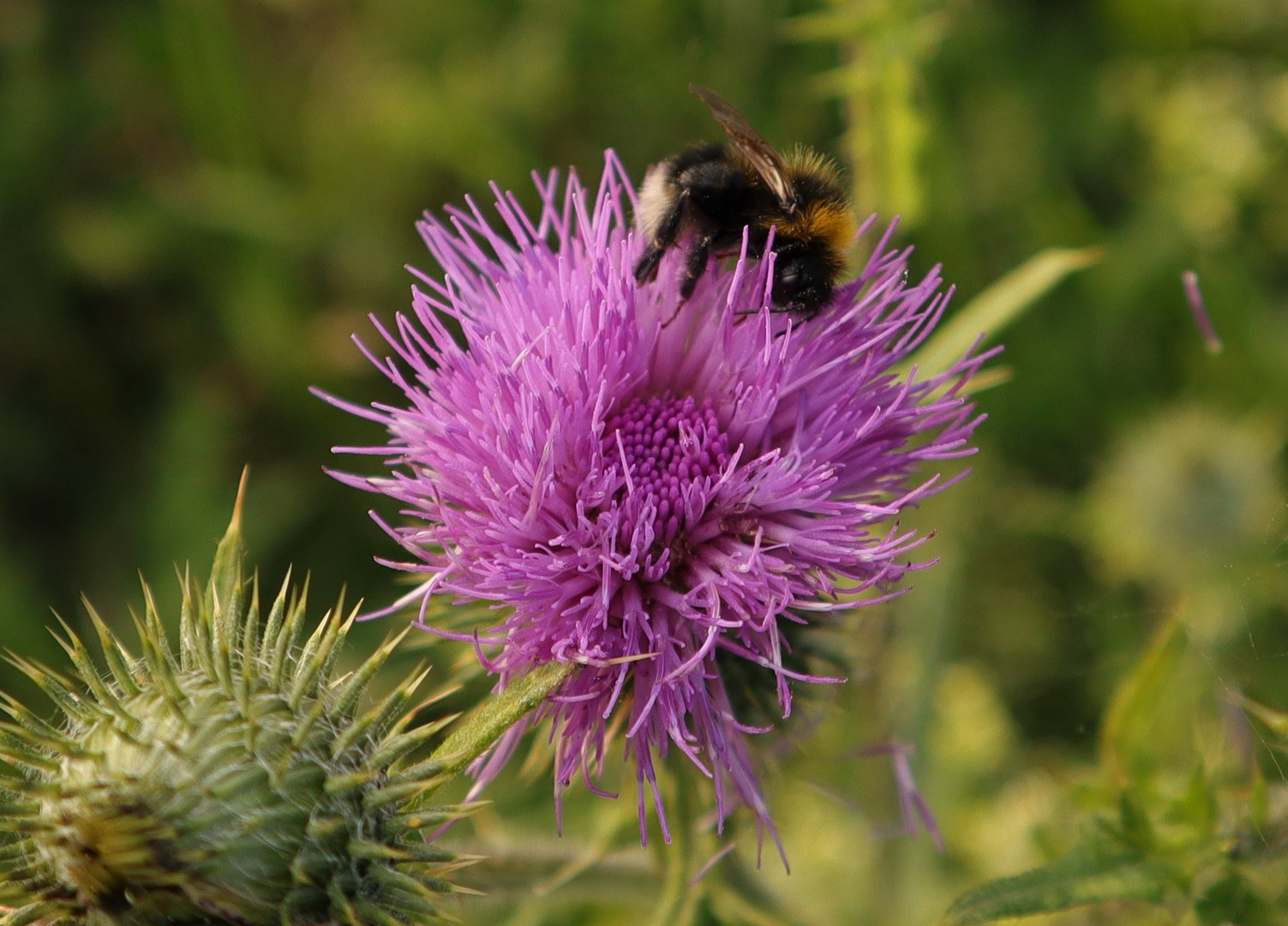 Bumblebee at work