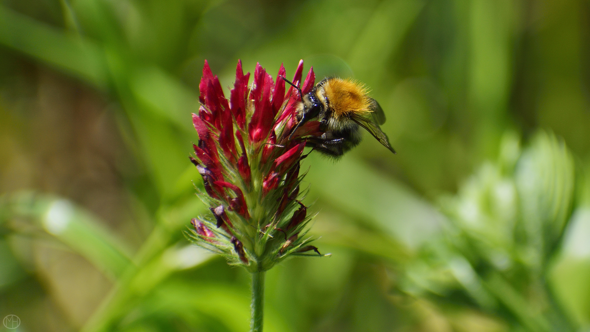 bumblebee at work