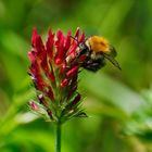 bumblebee at work