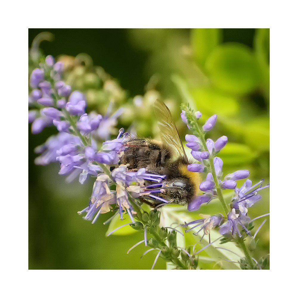 Bumblebee at work