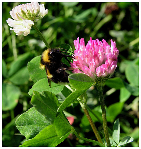 Bumblebee at work