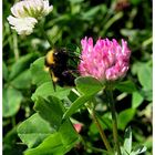 Bumblebee at work