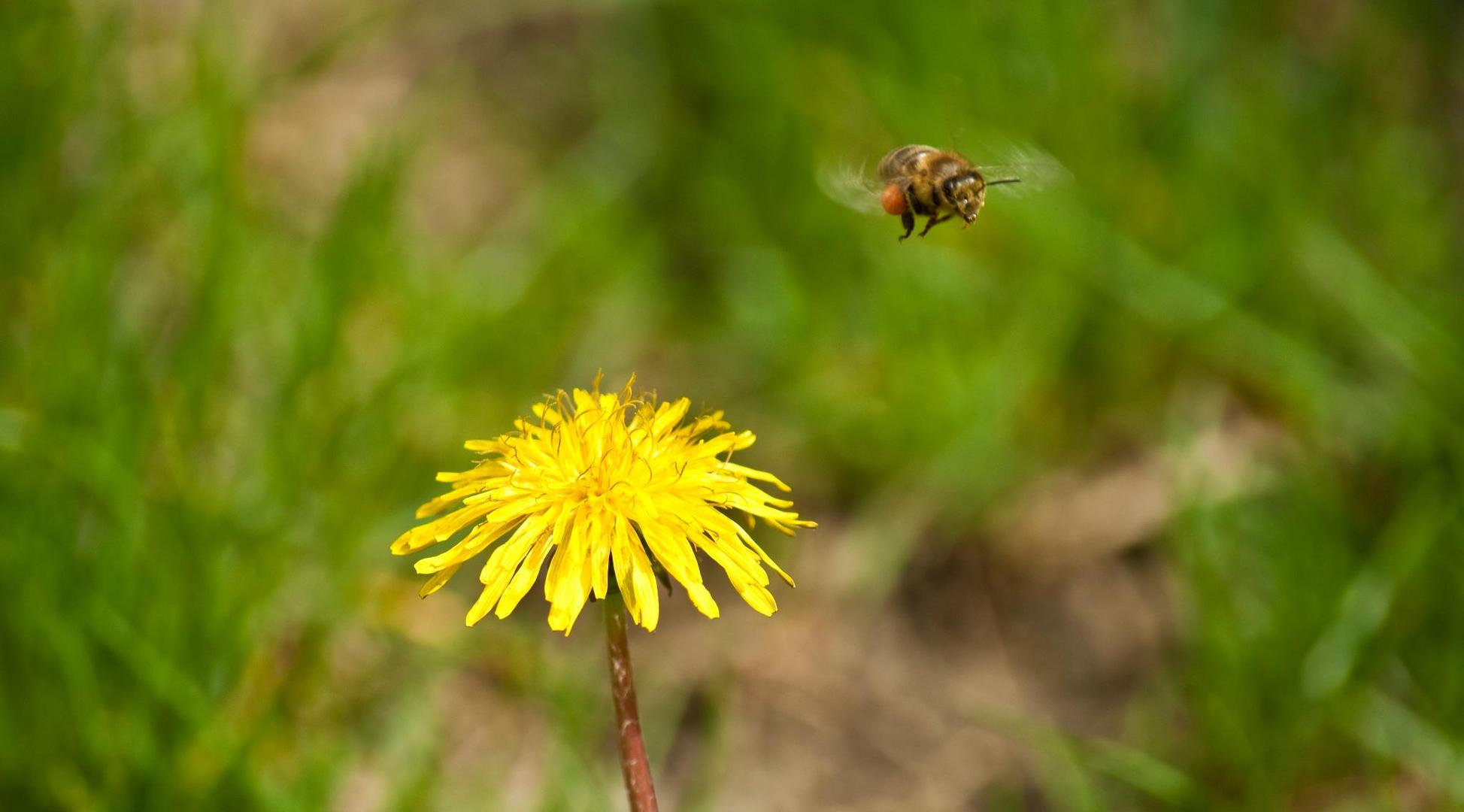 "Bumblebee"