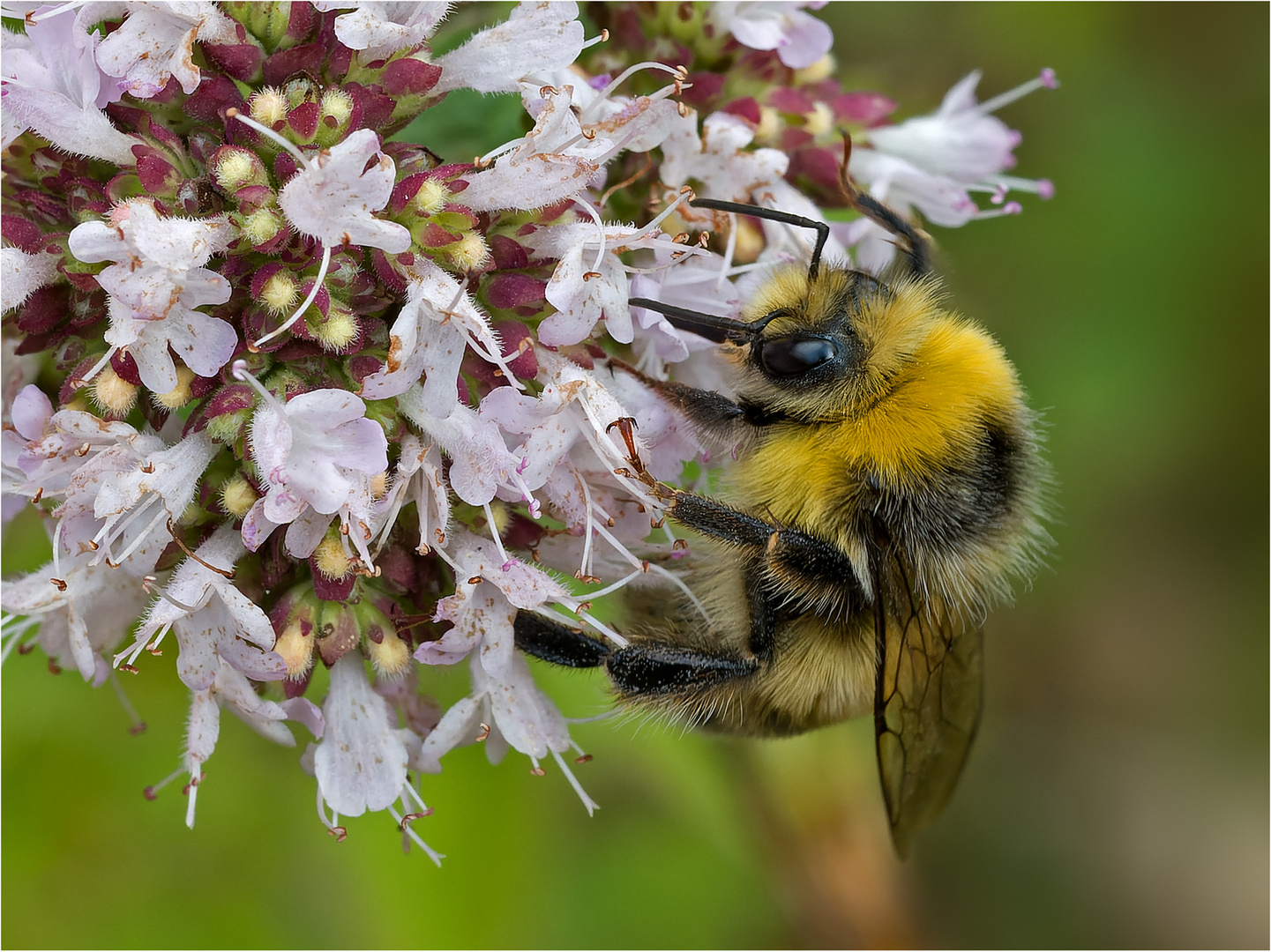  Bumblebee....