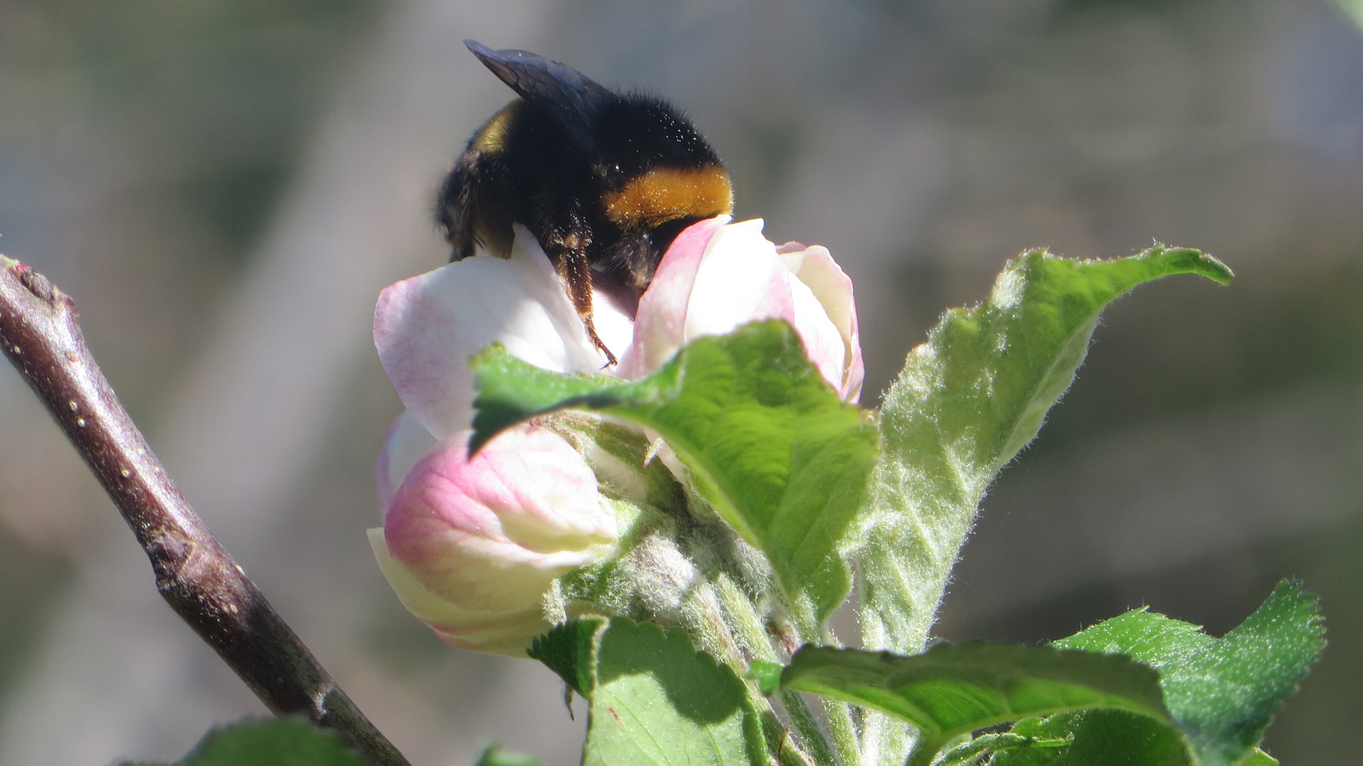 Bumblebee hard working...