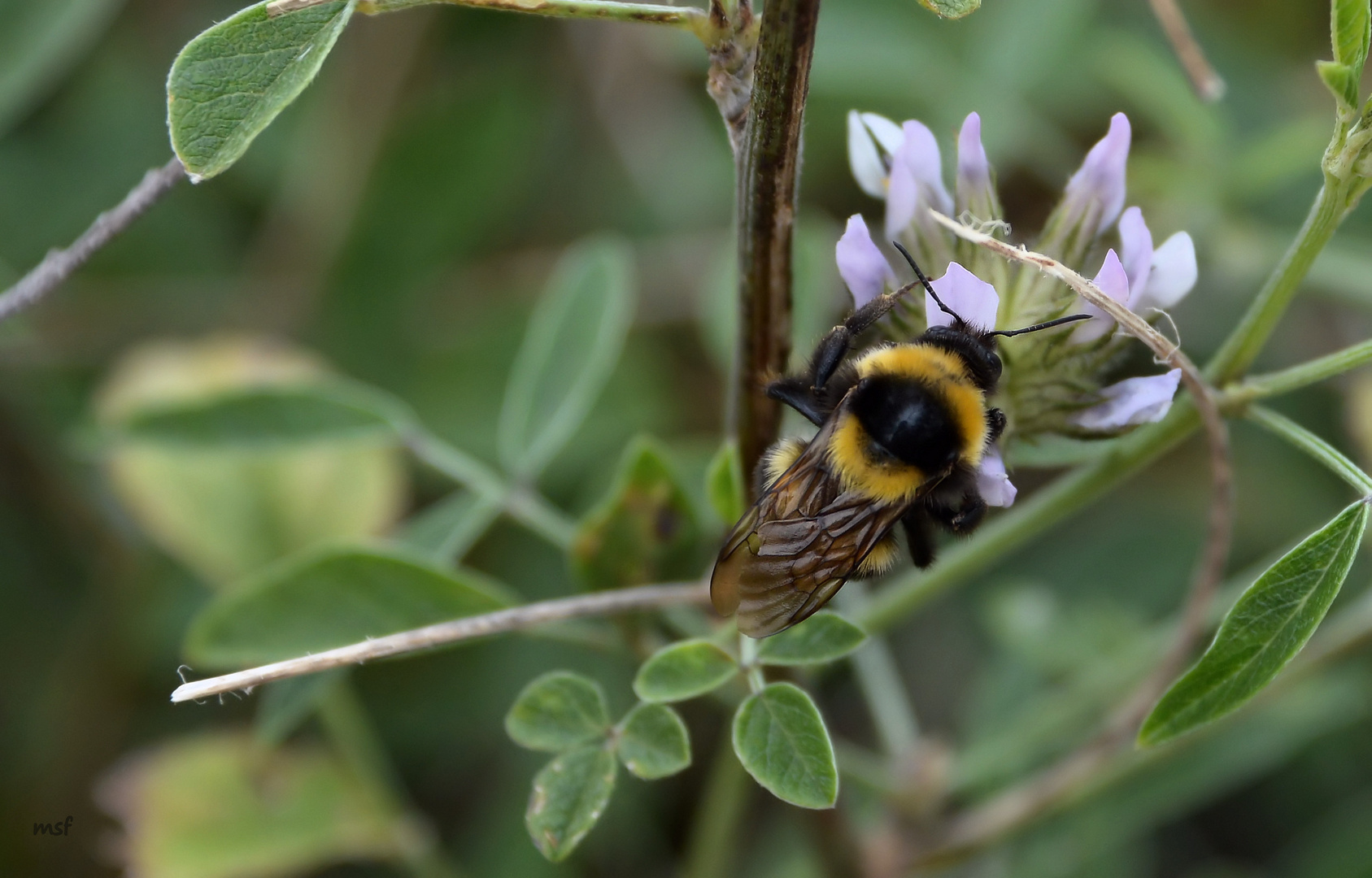 Bumblebee I