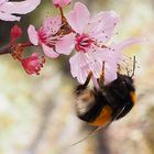 Bumblebee II