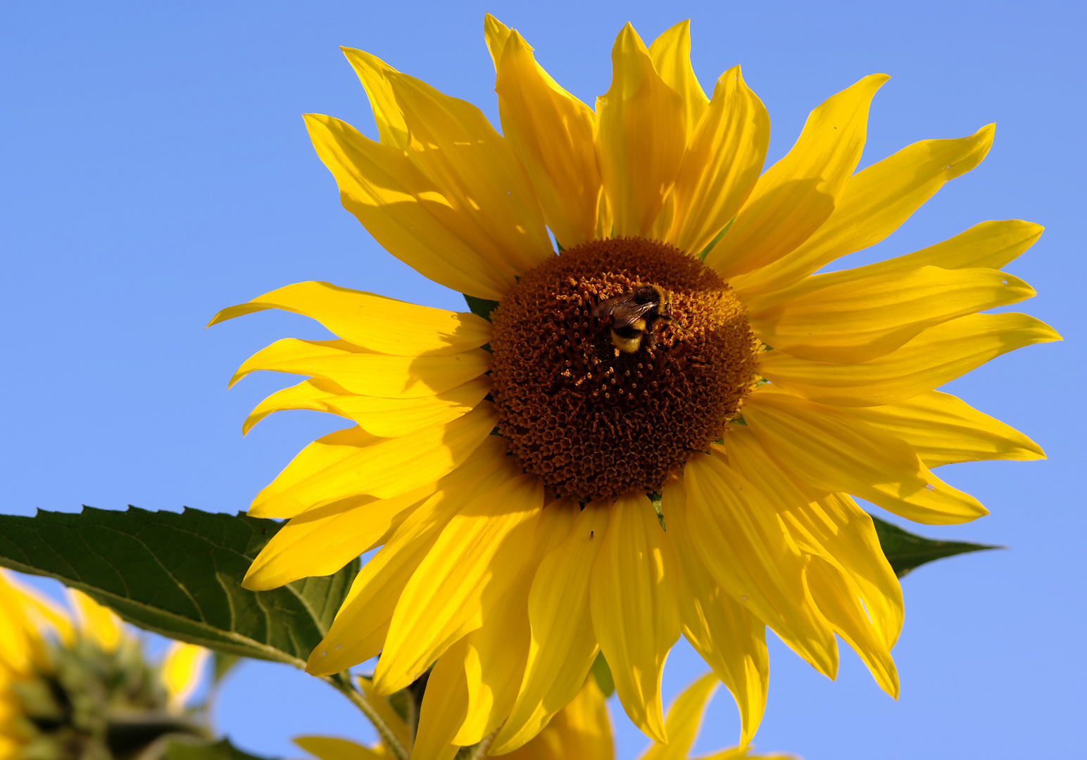 bumblebee in a Sunflower